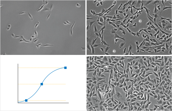 live-cell-time-lapse-imaging