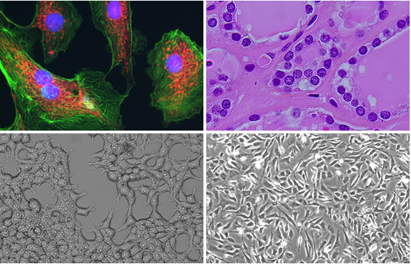 FOUR-IMAGING-MODES