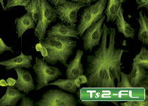 TS2-fluorescence
