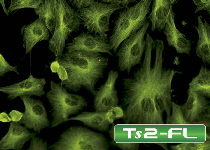TS2-fluorescence