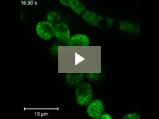 Chloroplasts mov