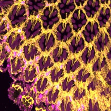 airyscan-drosophila-retina-lsm880
