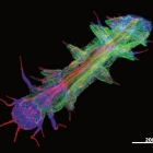 apotome_triplefluorescence_platynereis_sm