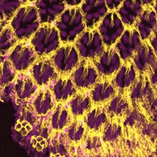 confocal-drosophila-retina-lsm880