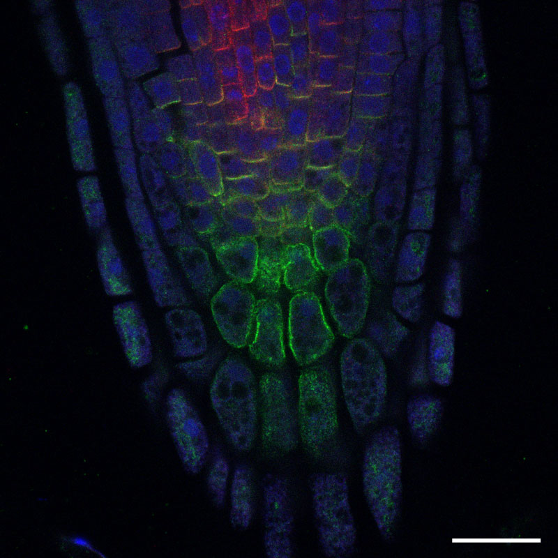 confocal_arabidopsis-root_lsm-800