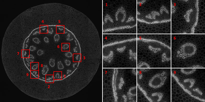 oad-rare-event-detection-lsm800